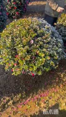 冠幅150厘米茶梅球