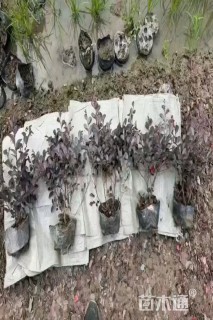 高度30厘米红花继木