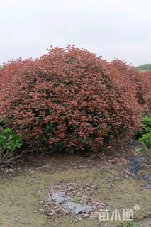 冠幅250厘米红叶石楠球