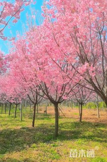 18公分樱花