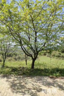 20公分日本早樱