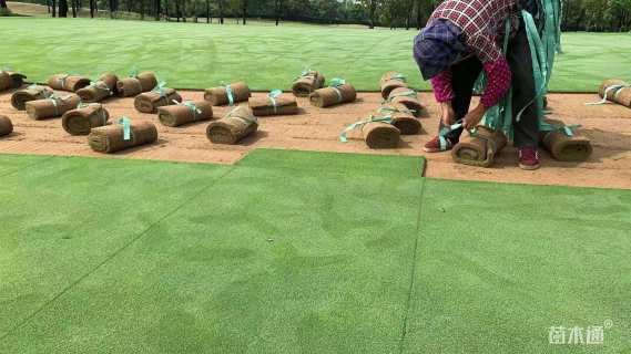 草卷状百慕大草