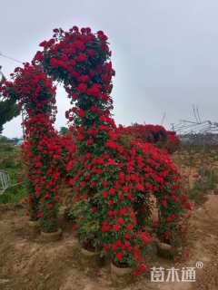 高度300厘米月季