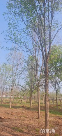 18公分三角枫