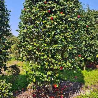 冠幅300厘米茶梅球