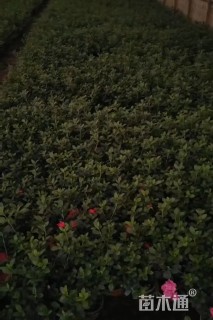 高度25厘米夏鹃