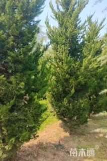 高度250厘米龙柏柱