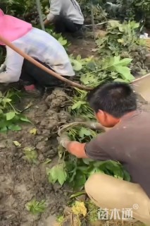 高度20厘米八角金盘