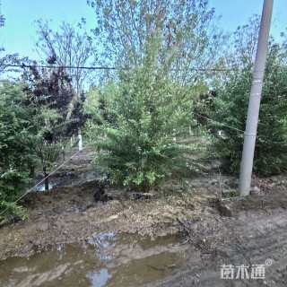 高度300厘米丛生紫荆