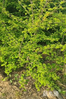 高度280厘米木绣球