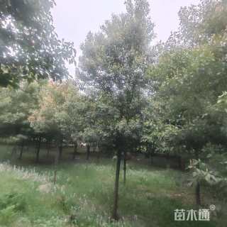 8公分香樟