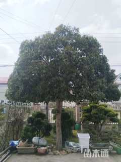 16公分高杆桂花