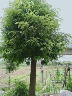 20公分香樟