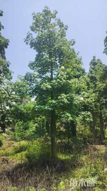 25公分大腹木棉