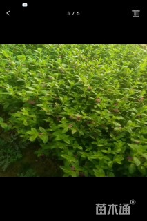 高度10厘米萼距花