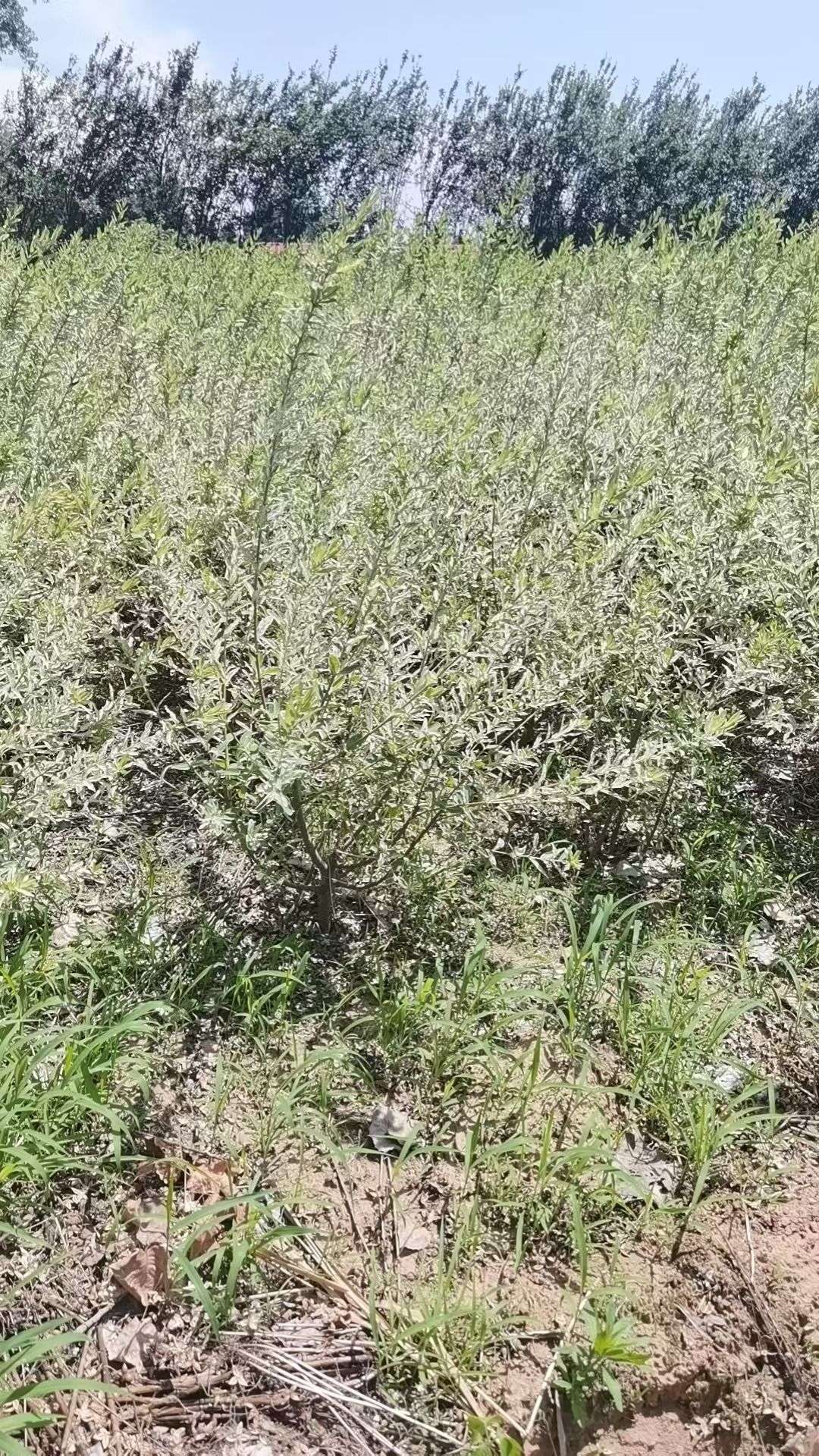 高度50厘米杞柳
