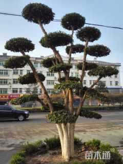 对节白蜡