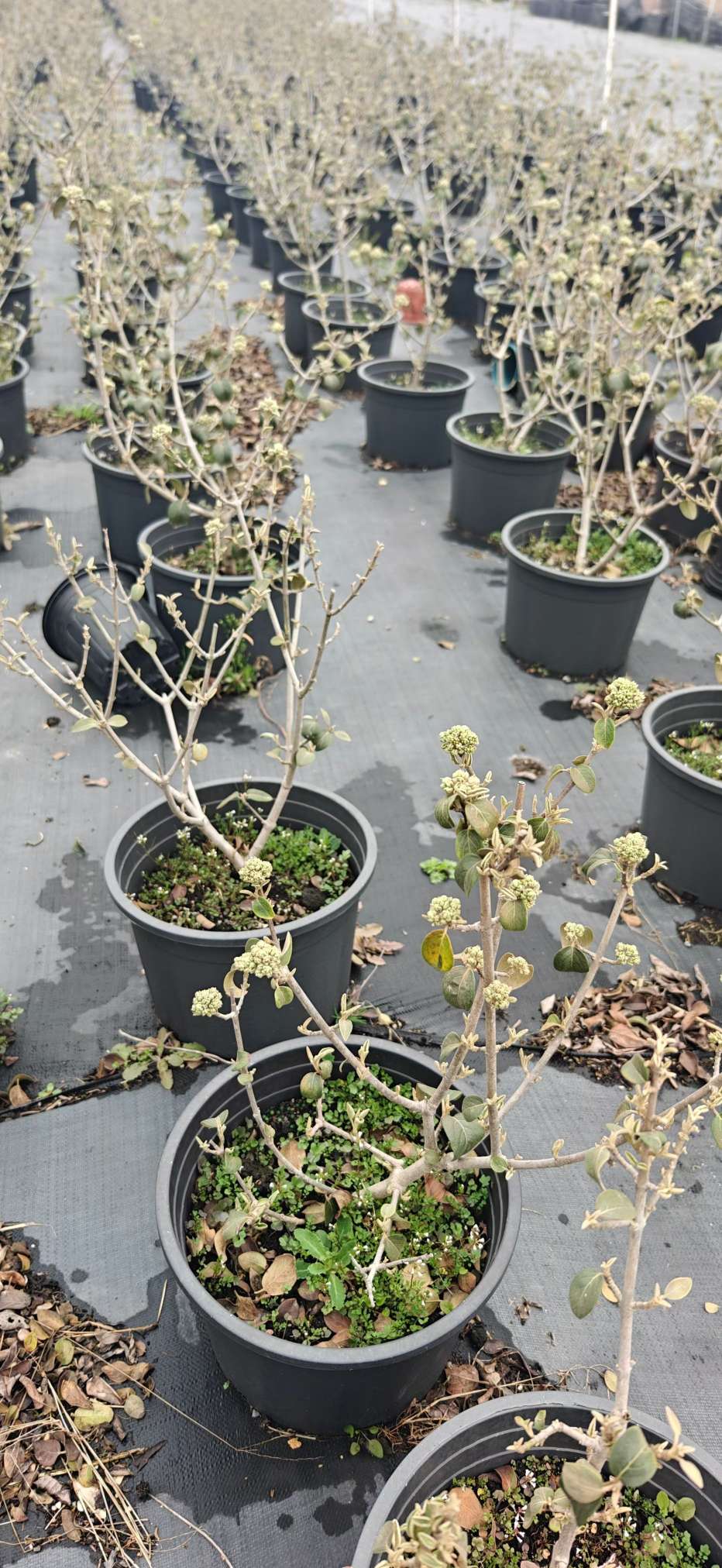 高度50厘米中华木绣球
