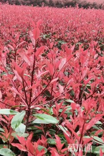2公分红叶石楠