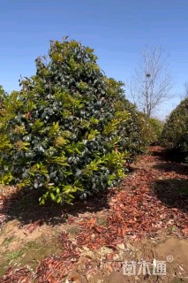 高度350厘米中华石楠