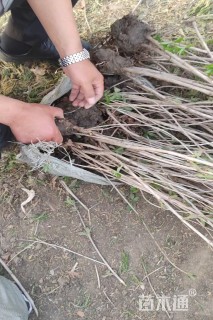 高度60厘米红王子锦带