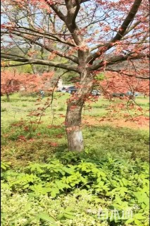 10公分日本红枫