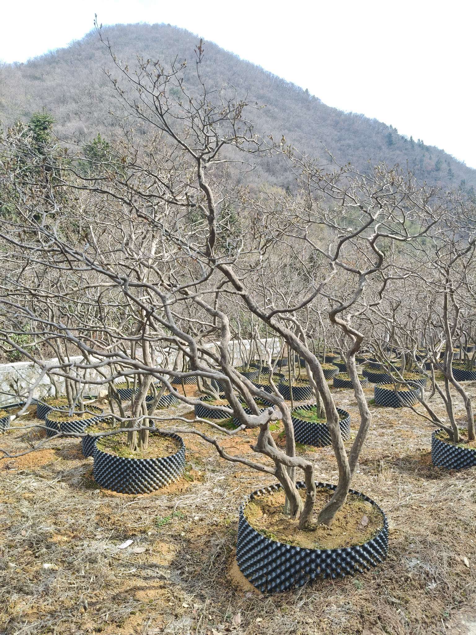 高度200厘米映山红