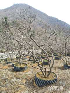 高度200厘米映山红