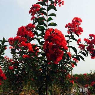 15公分红火箭紫薇