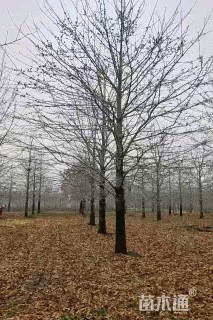 18公分娜塔栎