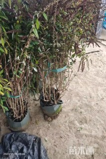 高度100厘米醉鱼草