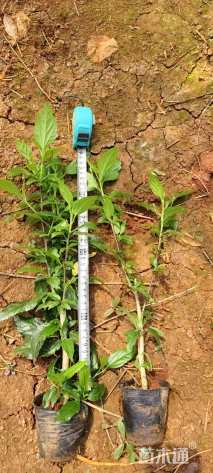 高度40厘米扶桑