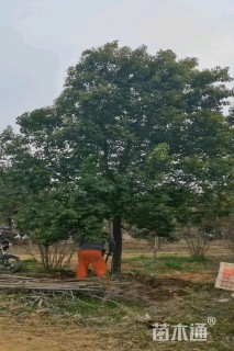 28公分香樟