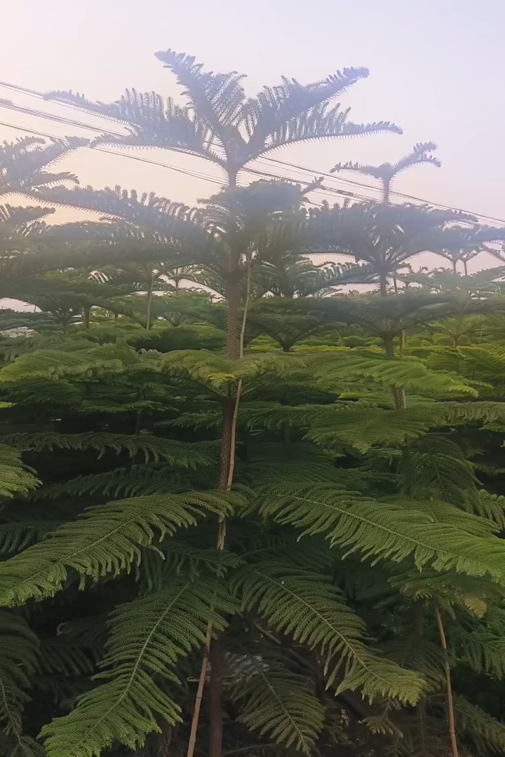 2公分南洋杉
