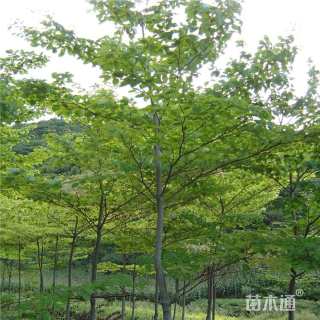 15公分枫杨