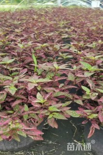 高度15厘米嫣红蔓