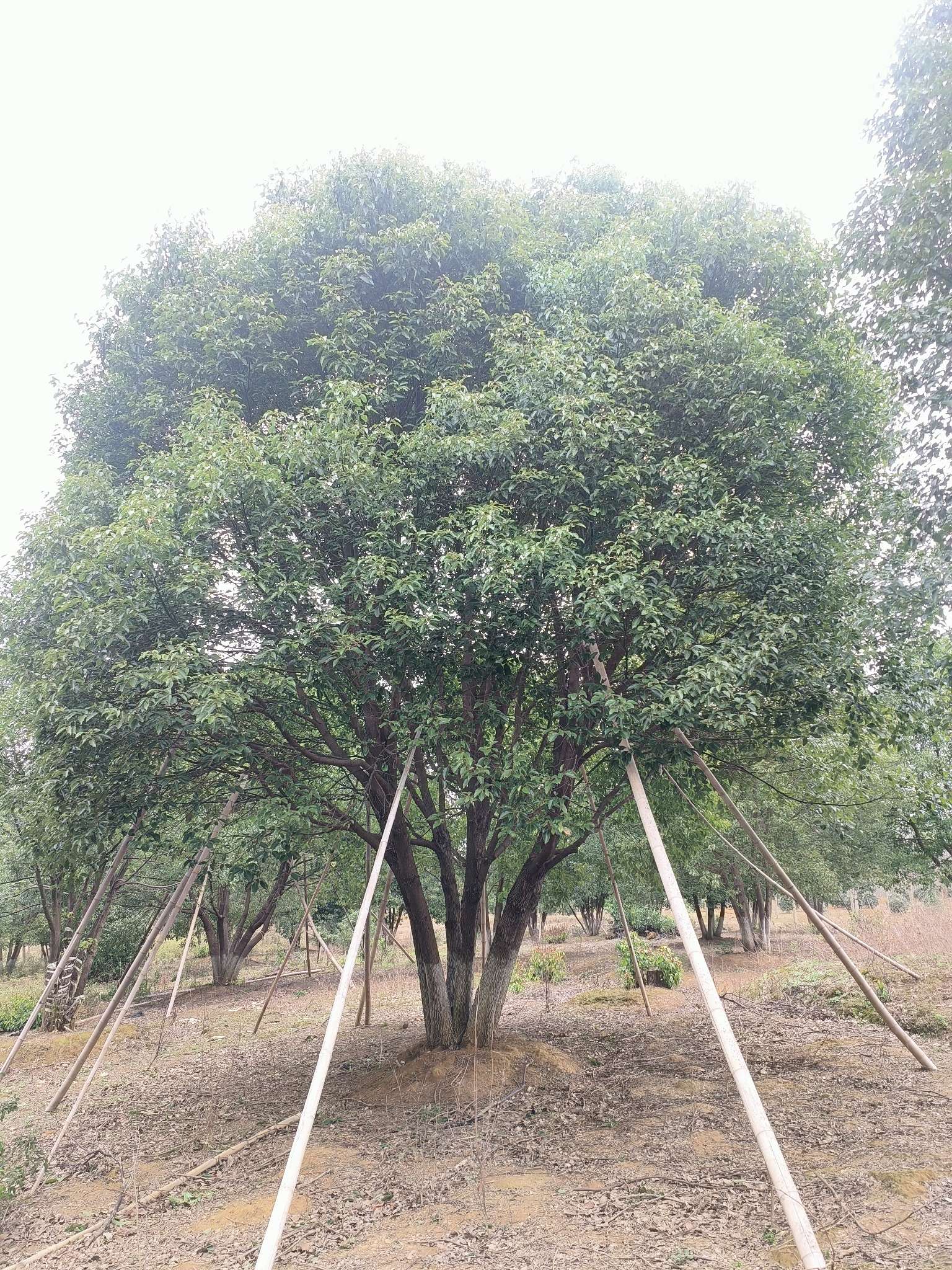 12公分桂花