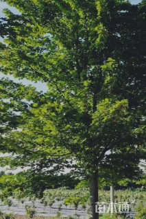 29公分美国红枫-秋火焰