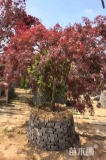 高度200厘米羽毛枫