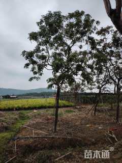 8公分紫花风铃木