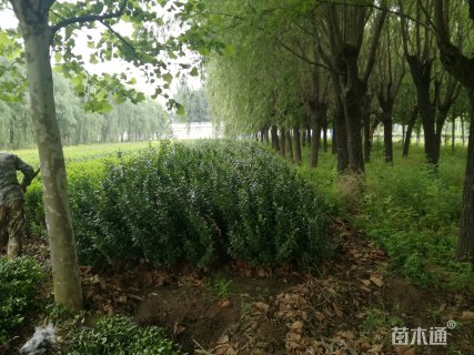 20公分垂柳
