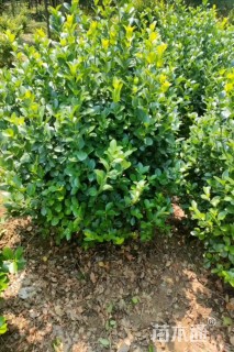 50厘米扶芳藤球