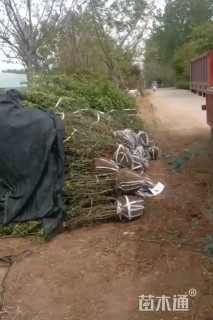 高度150厘米丛生海棠