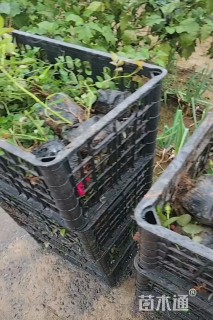 高度20厘米月季