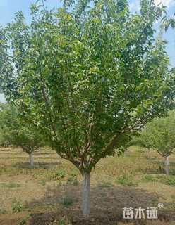 20公分日本晚樱