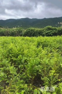 1公分南方红豆杉