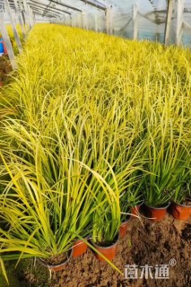 高度20厘米金叶菖蒲