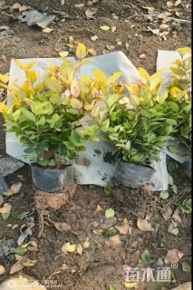 高度40厘米金森女贞小苗