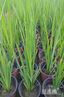 高度30厘米黄菖蒲