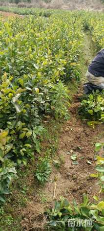 高度50厘米油茶